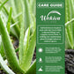 Aloe Vera Plant - 1 Live Plant in a 4 Inch Pot - Aloe Barbadensis - Vibrant Decorative Upright Foliage Succulent
