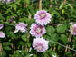 Clematis Josephine Evijohil - Live Plant in a 3.5 Inch Grower&