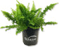 Monthly Plant Subscription Box – Curated Live Houseplants Handpicked Just for You – Delivered to Your Door – Perfect Gift for Home Decor & Plant Lovers
