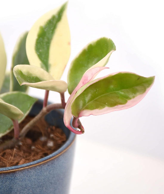 Hoya Albo Carnosa - Live Plant in a 4 Inch Pot - Hoya Carnosa &