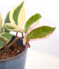 Hoya Albo Carnosa - Live Plant in a 4 Inch Pot - Hoya Carnosa &