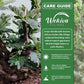 Feather Leaf Senna Plant - 1 Live Plant in a 4 Inch Pot - Senna Meridionalis - Delicate Foliage Elegant Tropical Shrub