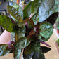 Purple Waffle Plant - Live Starter Plant in a 2 Inch Pot - Hemigraphis Alternata - Rare and Elegant Indoor Houseplant