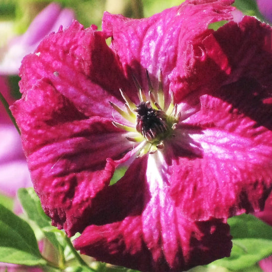 Clematis Kermesina - Live Plants in 4 Inch Growers Pots - Beautiful Velvety Red Blooms Flowering Vine Ready for The Garden