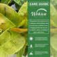 Moonshine Ficus Tree - 1 Live Plant in a 4 Inch Pot - Ficus Shivereana - Glossy Variegated Foliage Tropical Houseplant