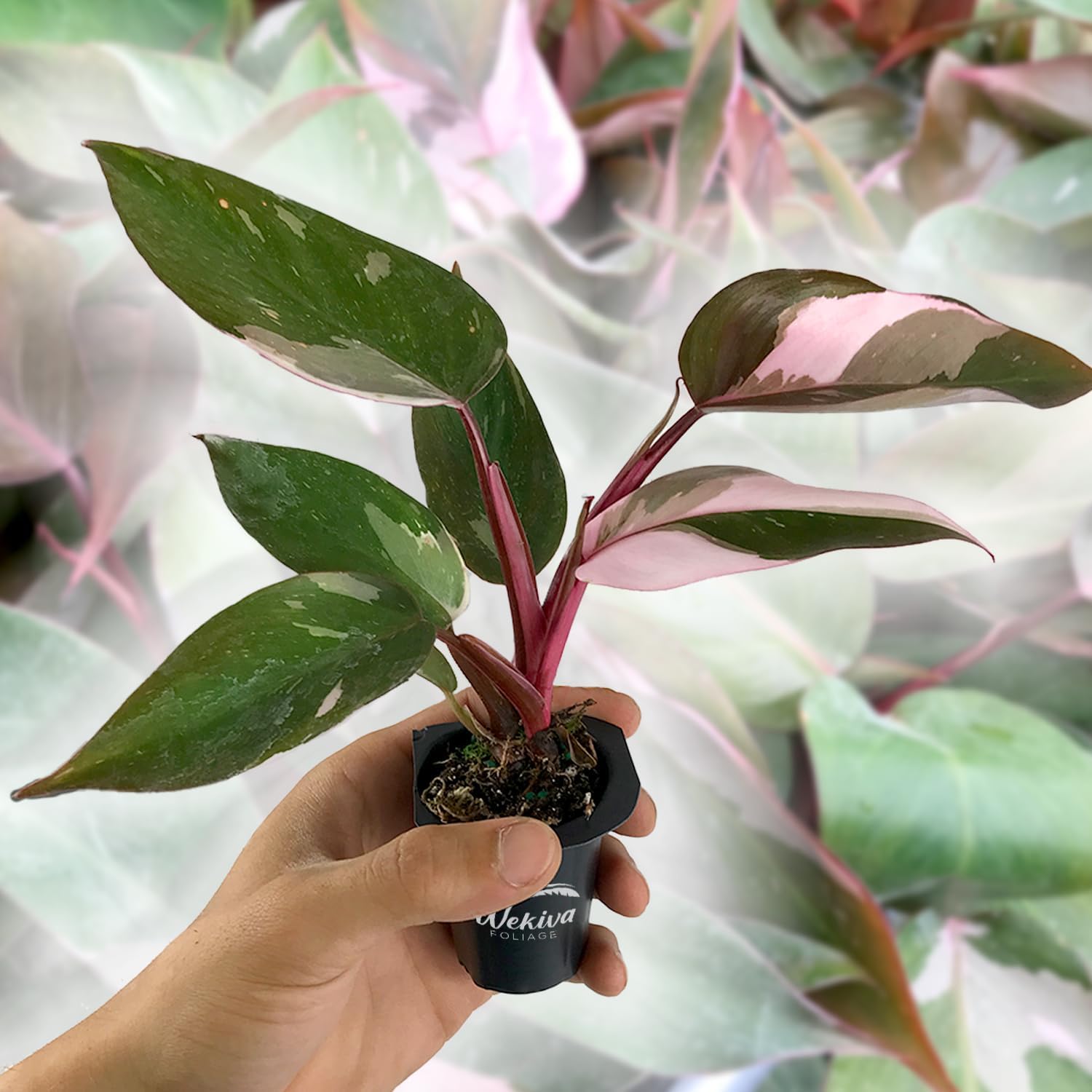 philodendron pink princess starter plant Pink Princess Philodendron - Live Starter Plant in a 2 Inch Pot