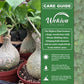 Bigfoot Plant - 1 Live Plant in a 4 Inch Pot - Gerrardanthus Macrorhizus - Oversized Woody Base Tropical Vining Succulent
