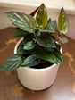 Syngonium Red Arrow - Live Plant in a 4 Inch Pot - Syngonium Erythrophyllum &