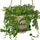 Enchanting String of Turtles Hanging Basket - Live Plant in a 4.5 Inch Hanging Nursery Pot - Peperomia Prostrata - Nature&
