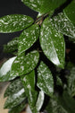 Hoya Silver Splash Plant Hanging Basket - Live Plant in a 6 Inch Pot - Hoya Carnosa &