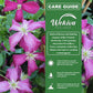 Clematis Kermesina - Live Plants in 4 Inch Growers Pots - Beautiful Velvety Red Blooms Flowering Vine Ready for The Garden