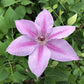 Clematis Rosalie - Live Plant in a 3.5 Inch Grower&