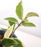 Hoya Albo Carnosa - Live Plant in a 4 Inch Pot - Hoya Carnosa &