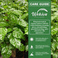 China Doll Plant - 1 Live Plant in a 4 Inch Pot - Radermachera Sinica - Beautiful Easy Care Indoor Houseplant
