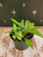 Hoya Wayetti Wax Plant - Live Plant in a 4 Inch Pot - Hoya Carnosa &