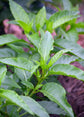 Longevity Spinach - 4 Live Starter Plants - Gynura Procumbens - Grow Your Own Vegetables and Fruit in The Garden or Patio