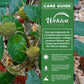 Grendelion Plant - 1 Live Plant in a 4 Inch Pot - Dorstenia Foetida - Compact Textured Sculptural Starburst Bloom Succulent
