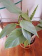 Silver Sword Philodendron - Live Plant in a 4 Inch Pot - Philodendron Hastatum ‘Silver Sword’ - Stunning Houseplant with Unique Foliage - Air Purifying