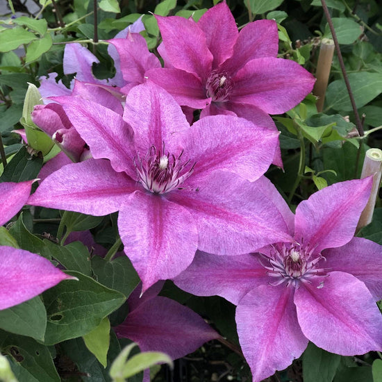 Clematis Rosalie - Live Plant in a 3.5 Inch Grower&