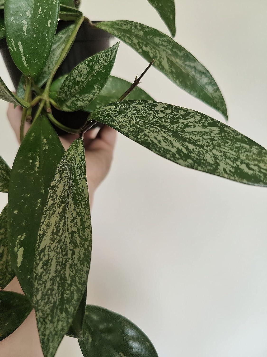 Hoya Silver Splash Plant Hanging Basket - Live Plant in a 6