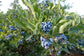 Blueberry Plant - 4 Live Starter Plants - Vaccinium - Edible Fruit Bearing Tree for The Patio and Garden