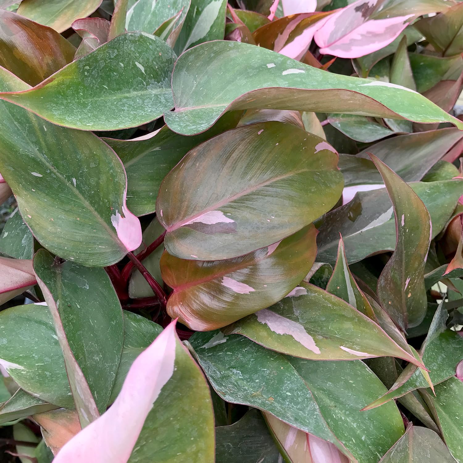 philodendron pink princess starter plant Pink Princess Philodendron - Live Starter Plant in a 2 Inch Pot