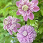 Clematis Josephine Evijohil - Live Plant in a 3.5 Inch Grower&