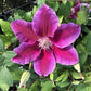 Clematis Kilian Donahue - Live Plant in a 3.5 Inch Grower&