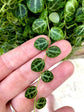 Enchanting String of Turtles Hanging Basket - Live Plant in a 4.5 Inch Hanging Nursery Pot - Peperomia Prostrata - Nature&