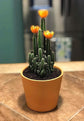 Fairy Castle Cactus - Live Plant in a 3 Inch Pot - Cereus Tetragonus - Beautiful Indoor Outdoor Cacti Succulent Houseplant
