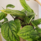 Monstera Peru Hanging Basket - Live Plant in a 6 Inch Pot - Monstera Karstenianum - Rare and Elegant Indoor Houseplant