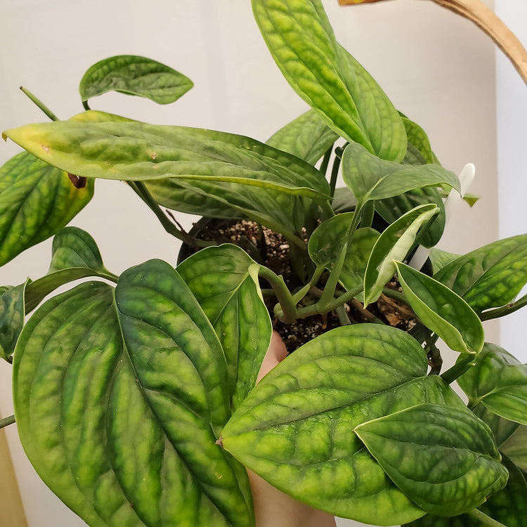 philodendron monstera peru Monstera Peru Hanging Basket - Live Plant in a 6 Inch Pot