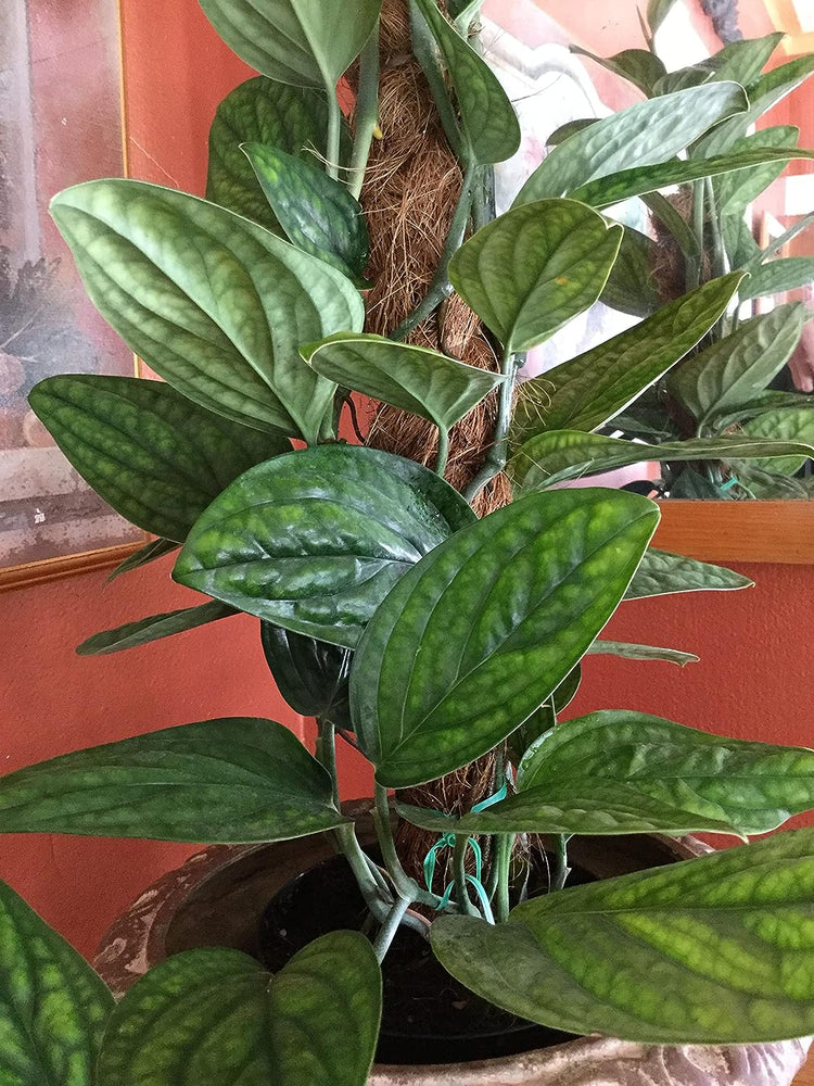 monstera peru in the wild Monstera Peru Hanging Basket - Live Plant in a 6 Inch Pot