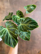 Philodendron Verrucosum - Ecuador Philodendron - Live Starter Plant in a 2 Inch Pot - Extremely Rare Indoor Houseplant - A Marvel of Nature&