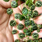 Enchanting String of Turtles Hanging Basket - Live Plant in a 4.5 Inch Hanging Nursery Pot - Peperomia Prostrata - Nature&