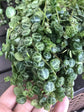 Enchanting String of Turtles Hanging Basket - Live Plant in a 4.5 Inch Hanging Nursery Pot - Peperomia Prostrata - Nature&