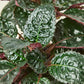 Purple Waffle Plant - Live Starter Plant in a 2 Inch Pot - Hemigraphis Alternata - Rare and Elegant Indoor Houseplant