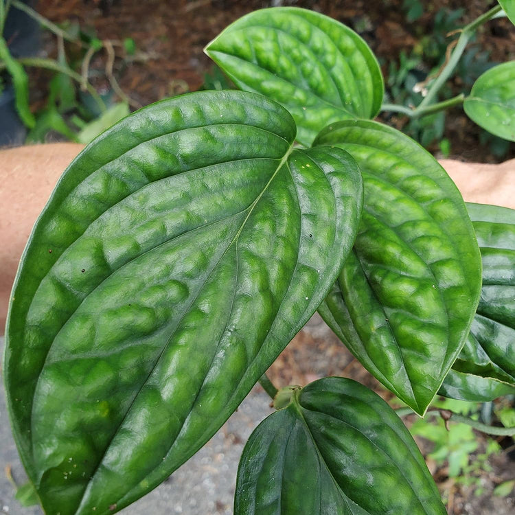 amazon monstera Monstera Peru Hanging Basket - Live Plant in a 6 Inch Pot