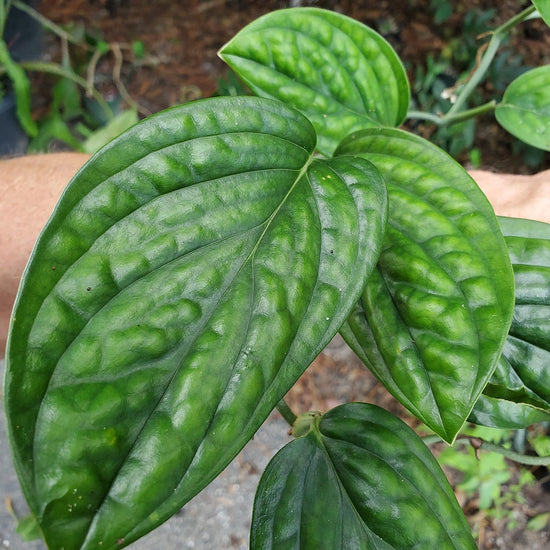 Monstera Peru Hanging Basket - Live Plant in a 6 Inch Pot - Monstera Karstenianum - Rare and Elegant Indoor Houseplant