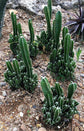 Fairy Castle Cactus - Live Plant in a 3 Inch Pot - Cereus Tetragonus - Beautiful Indoor Outdoor Cacti Succulent Houseplant