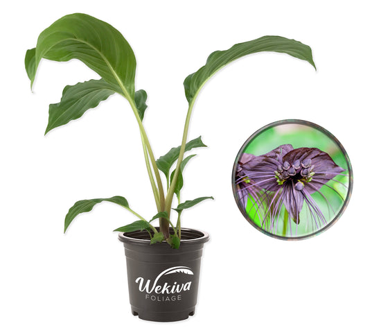 Black Bat Flower - Live Plant in a 4 Inch Pot - Not in Bloom When Shipped - Tacca chantrieri - Extremely Rare and Exotic Flowering Plant