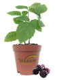 Boysenberry - Live Starter Plants - Rubis Ursinus x Rubus Idaeus - Grow Your Own Fruit in The Garden or Patio