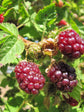 Boysenberry - Live Starter Plants - Rubis Ursinus x Rubus Idaeus - Grow Your Own Fruit in The Garden or Patio