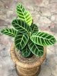 Calathea Zebrina Prayer Plant - Live Plant in a 4 Inch Pot - Calathea &