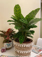 Calathea Zebrina Prayer Plant - Live Plant in a 4 Inch Pot - Calathea &