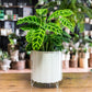 Calathea Zebrina Prayer Plant - Live Plant in a 4 Inch Pot - Calathea &