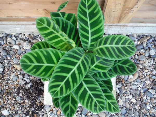 zebra prayer plant Calathea Zebrina Prayer Plant - Live Plant in a 4 Inch Pot