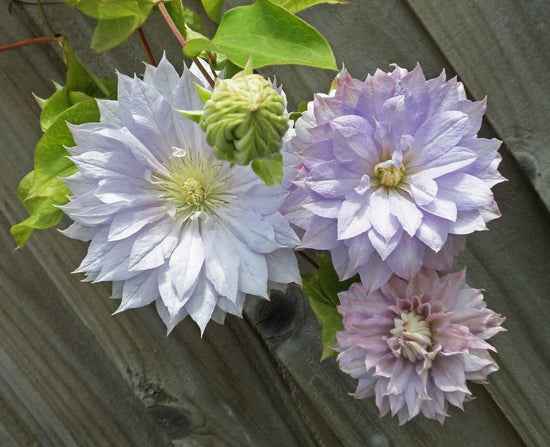 Clematis Belle of Woking - Live Plant in a 4 Inch Growers Pot - Clematis &