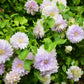 Clematis Belle of Woking - Live Plant in a 4 Inch Growers Pot - Clematis &
