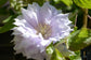 Clematis Belle of Woking - Live Plant in a 4 Inch Growers Pot - Clematis &
